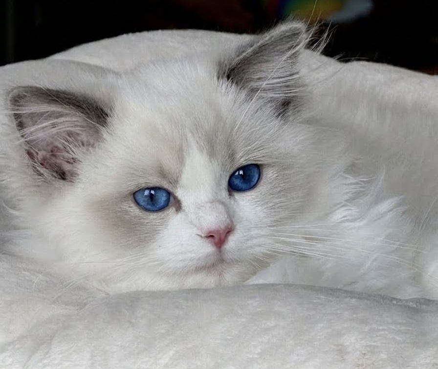 Jinxi von Palatina